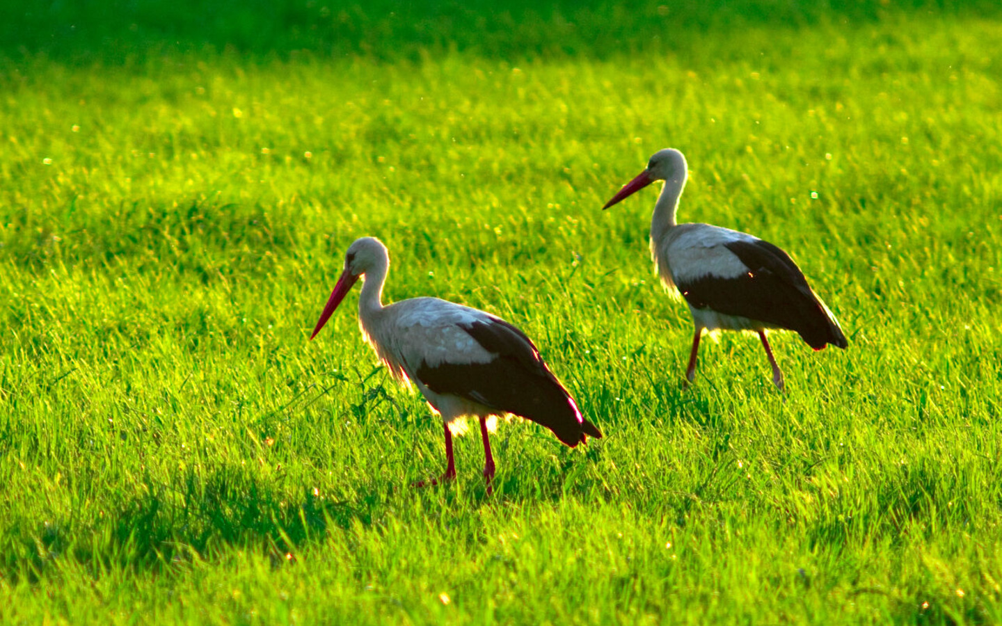 Spreewaldlandschaft mit St&ouml;rchen in Burg (Spreewald), Foto: Peter Becker