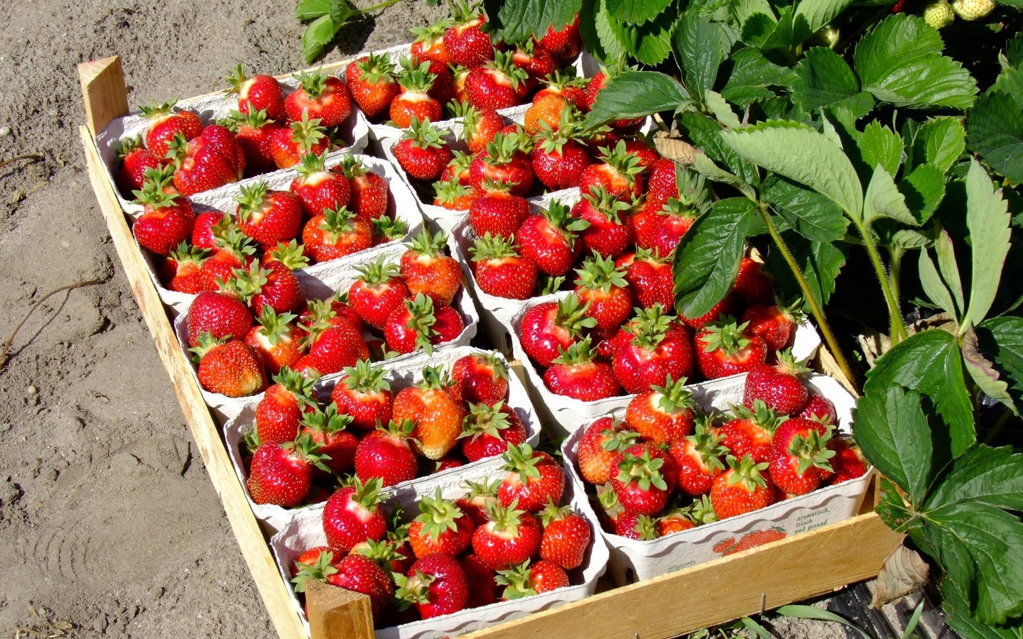 Korb mit Erdbeeren, Foto: Peter Becker, Lizenz: Amt Burg (Spreewald)