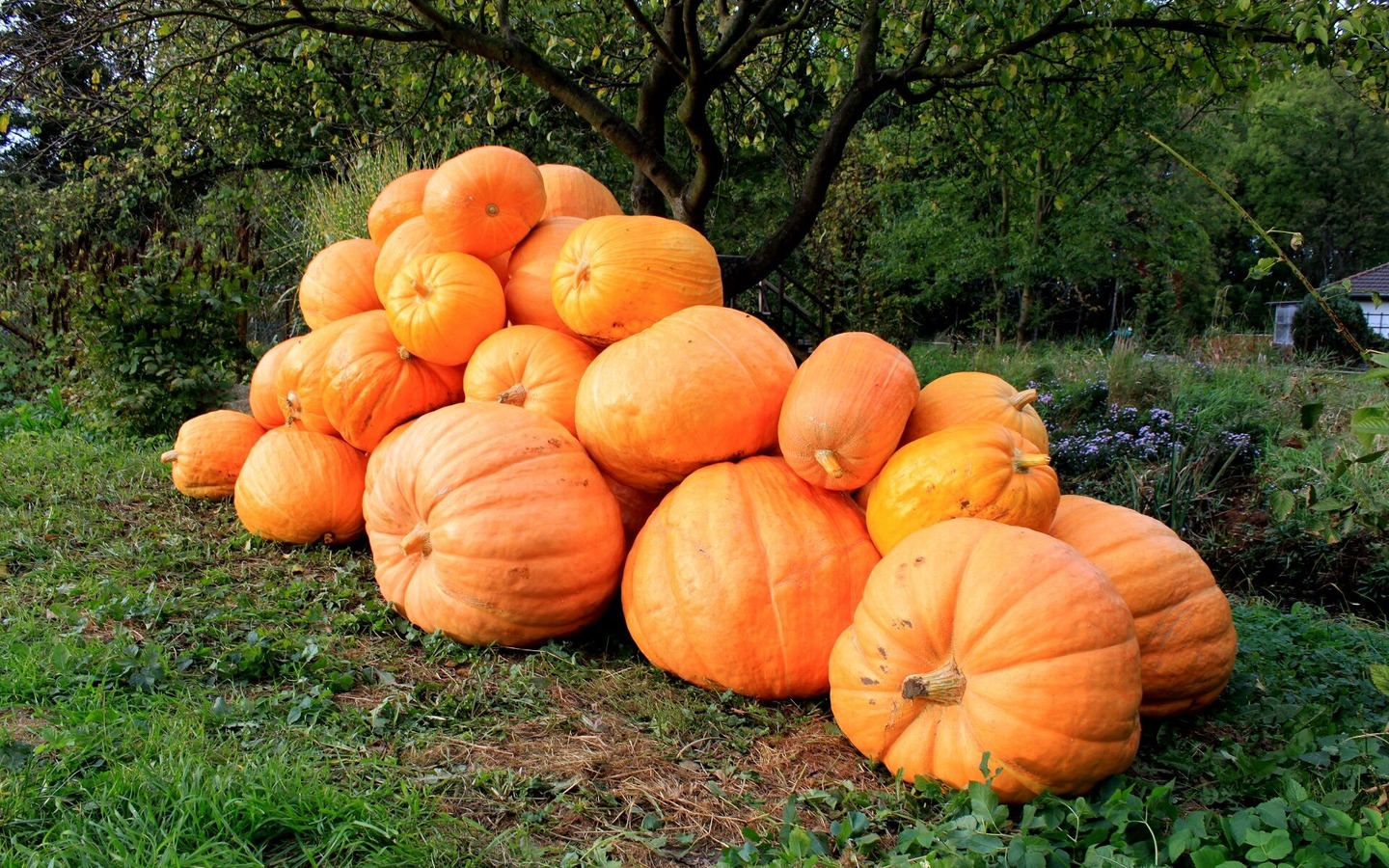 K&uuml;rbisse, Foto: Peter Becker, Lizenz: Amt Burg (Spreewald)