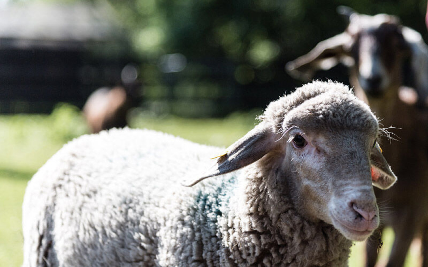 Streichelzoo, Foto: Streichelzoo Landhotel Burg, Lizenz: Amt Burg (Spreewald)