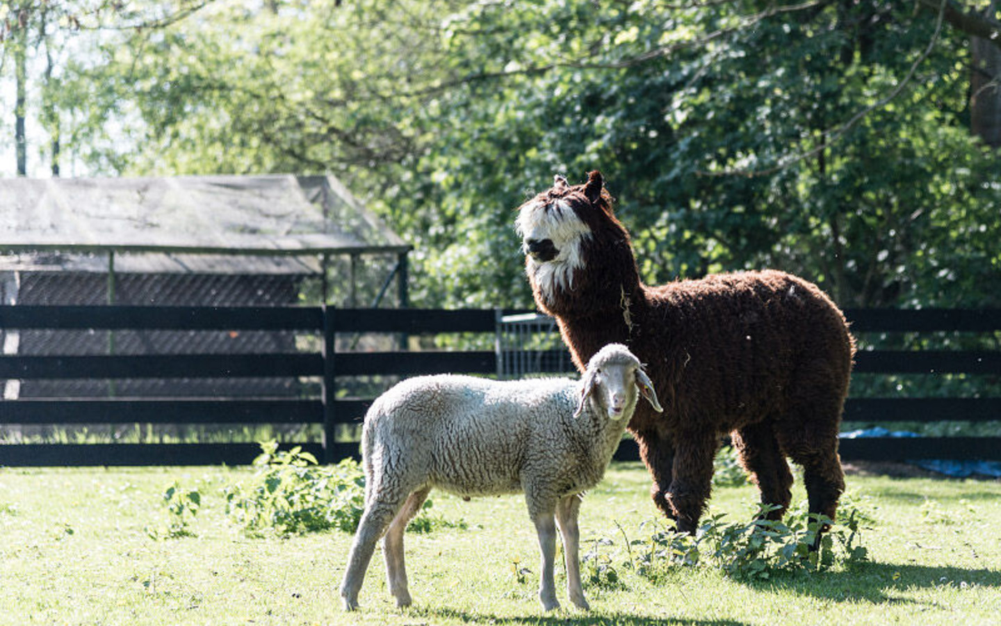 Streichelzoo, Foto: Streichelzoo Landhotel Burg, Lizenz: Amt Burg (Spreewald)