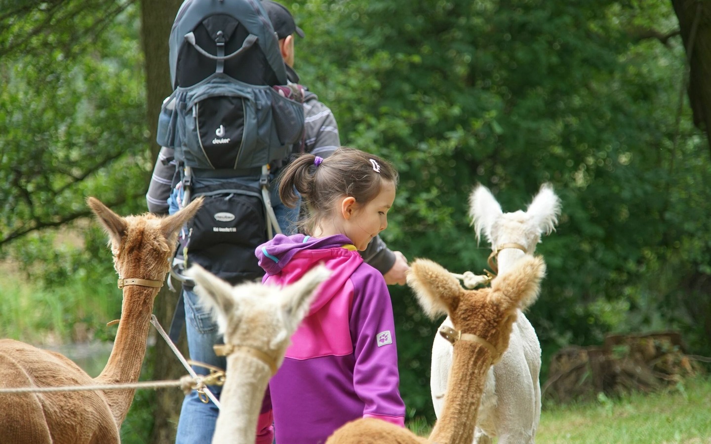 Alpakawanderung, Foto: Bettina D&ouml;ppner, Lizenz: Franziska Ast