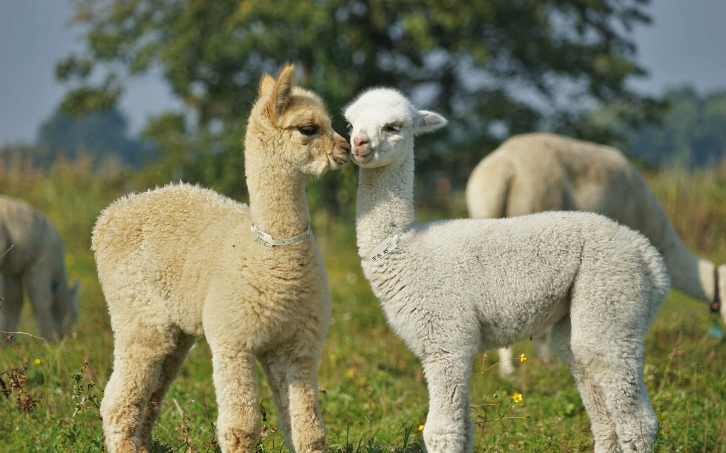 Alpaka Fohlen, Foto: Franziska Ast, Lizenz: Franziska Ast