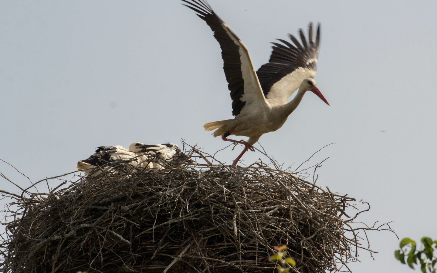 Storch Abflug vom Nest, Foto: Albrecht Hanke, Lizenz: Naturkundezentrum Spreeaue e.V