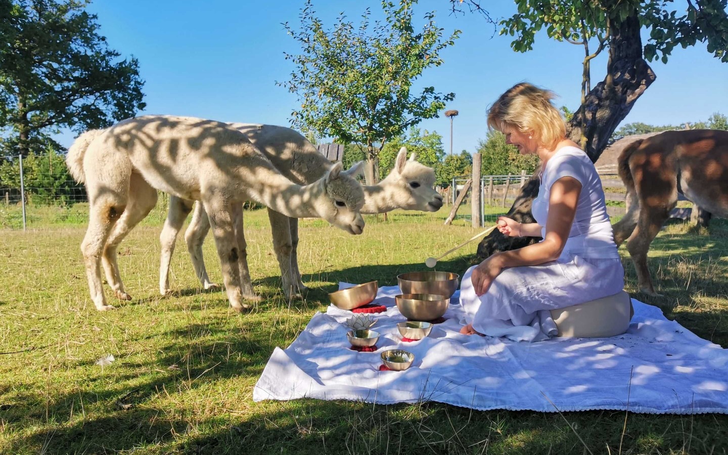 Klangschalen-Meditation mit Anke Krause, Foto: Julia Scherry, Lizenz: Spreeauen-Alpakas
