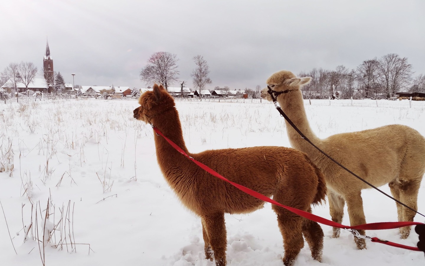 Winterwanderung, Foto: Julia Scherry, Lizenz: Spreeauen-Alpakas