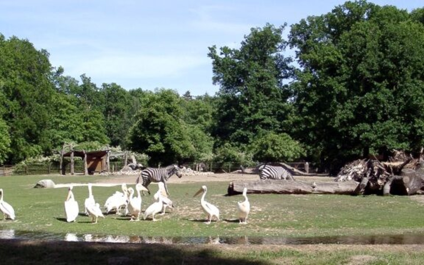 Pelikane, Foto: Tierpark Cottbus