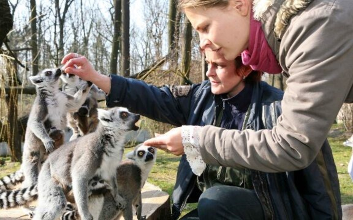 Kattas, Foto: Tierpark Cottbus