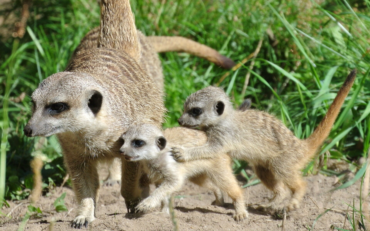 Erdm&auml;nnchen, Foto: Tierpark Cottbus