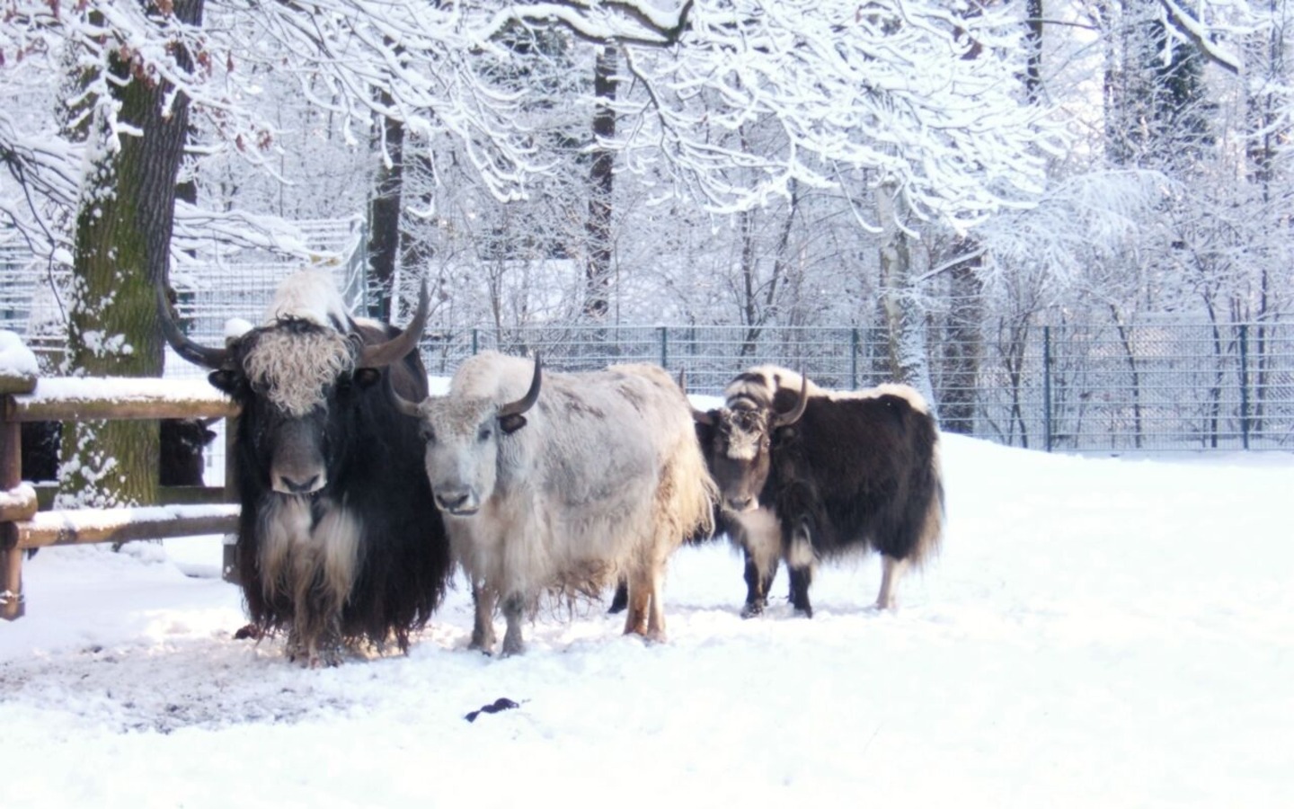 Winter im Tierpark, Foto: Tierpark Cottbus
