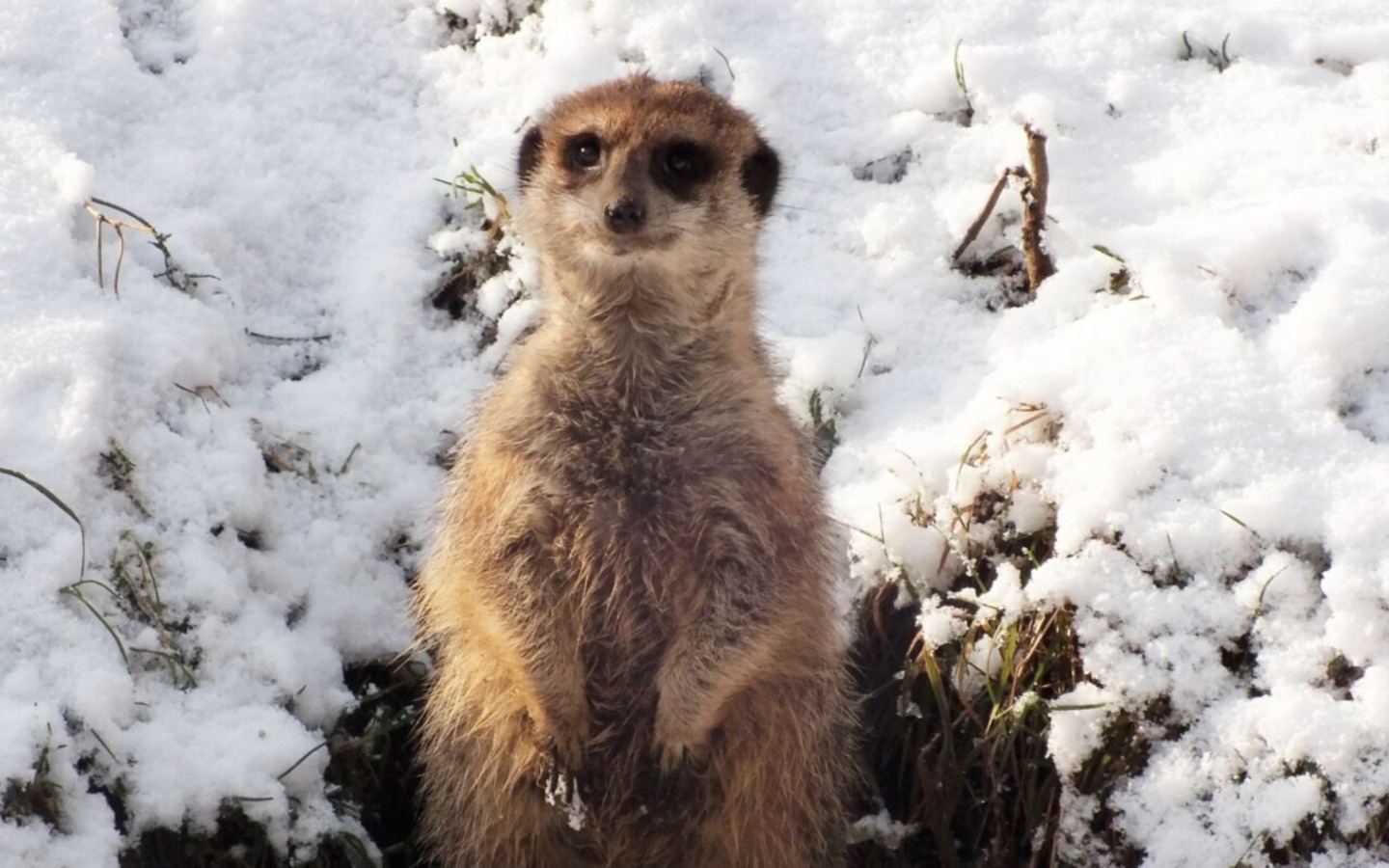 Erdm&auml;nnchen im Schnee, Foto: Tierpark Cottbus