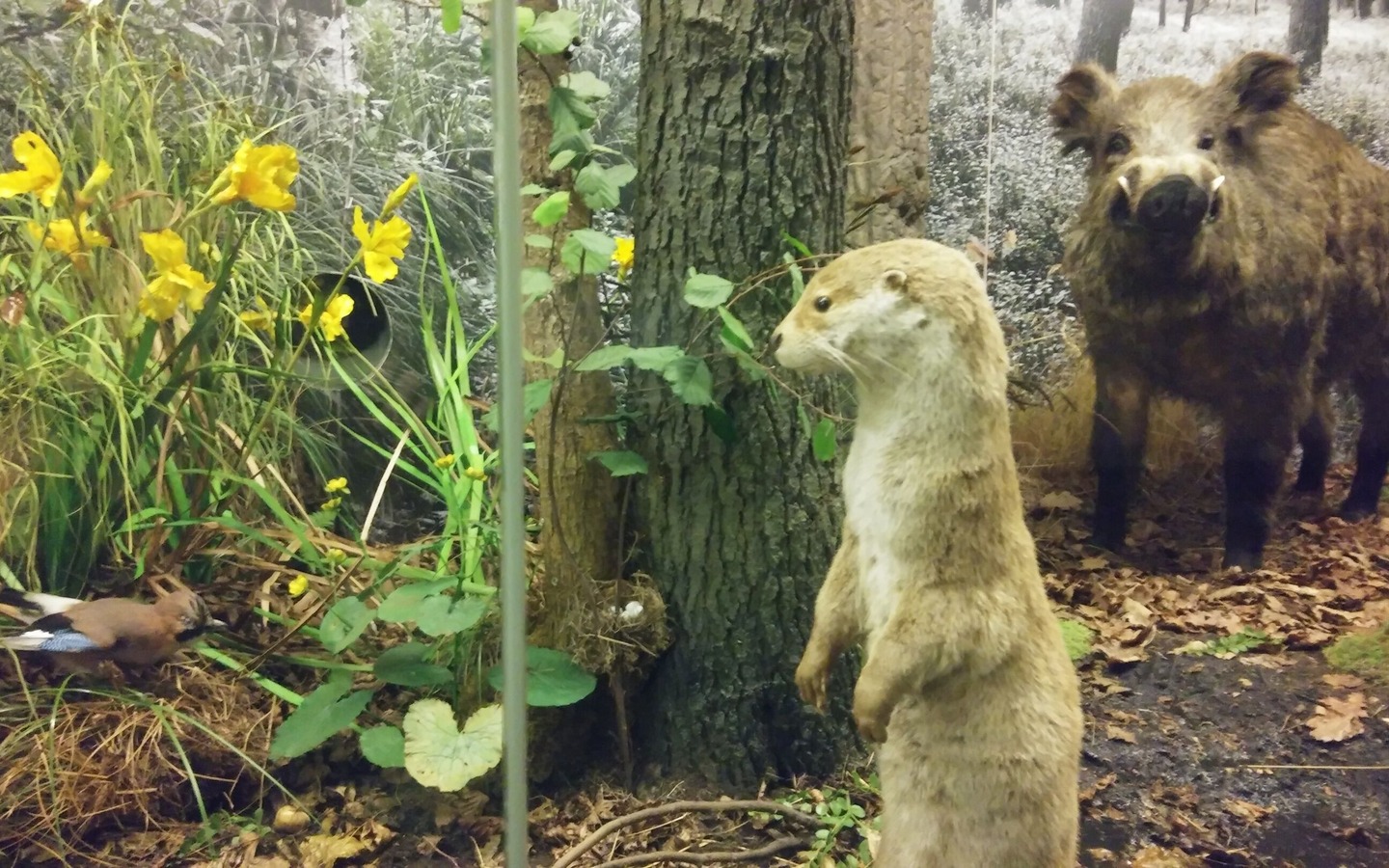 Niederlausitz-Museum Luckau - Diorama