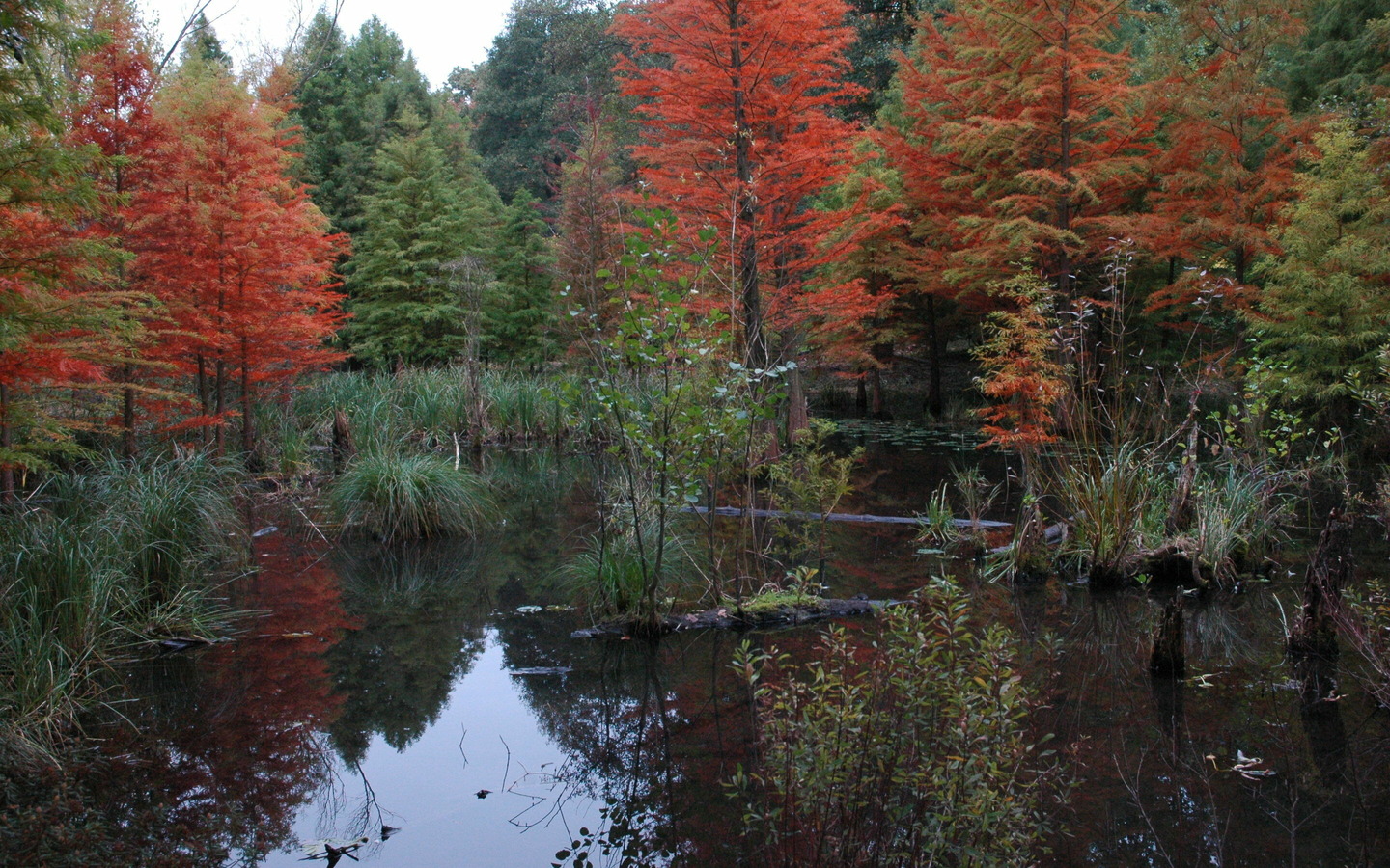Terti&auml;rwald im Spreeauenpark, Foto: Iris Zachow
