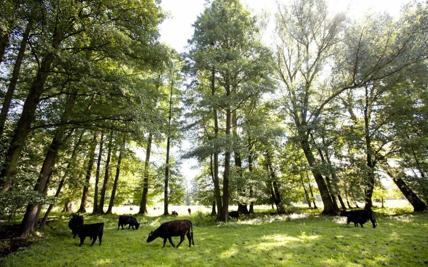 Spreewaldidylle, Foto: TMB-Fotoarchiv/Paul Hahn