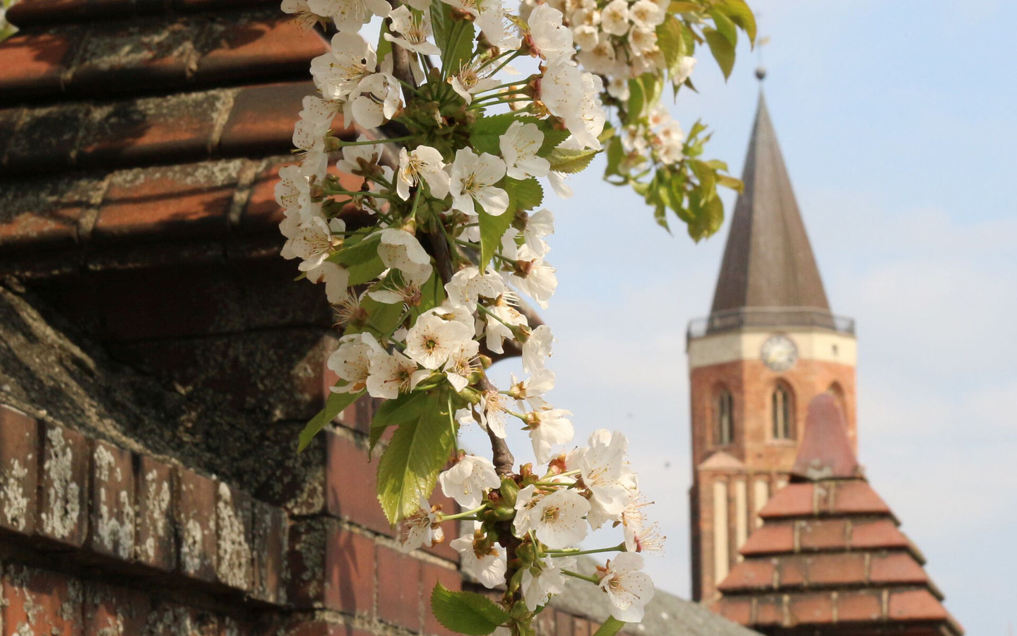 Die Stadtkirche bestimmt das Bild der Stadt Calau, Foto: Stadt Calau / Jan Hornhauer